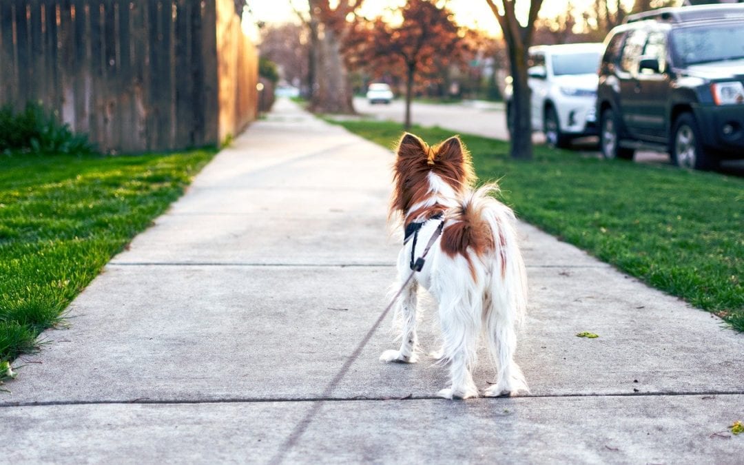How to Teach Your Dog to Focus on Walks