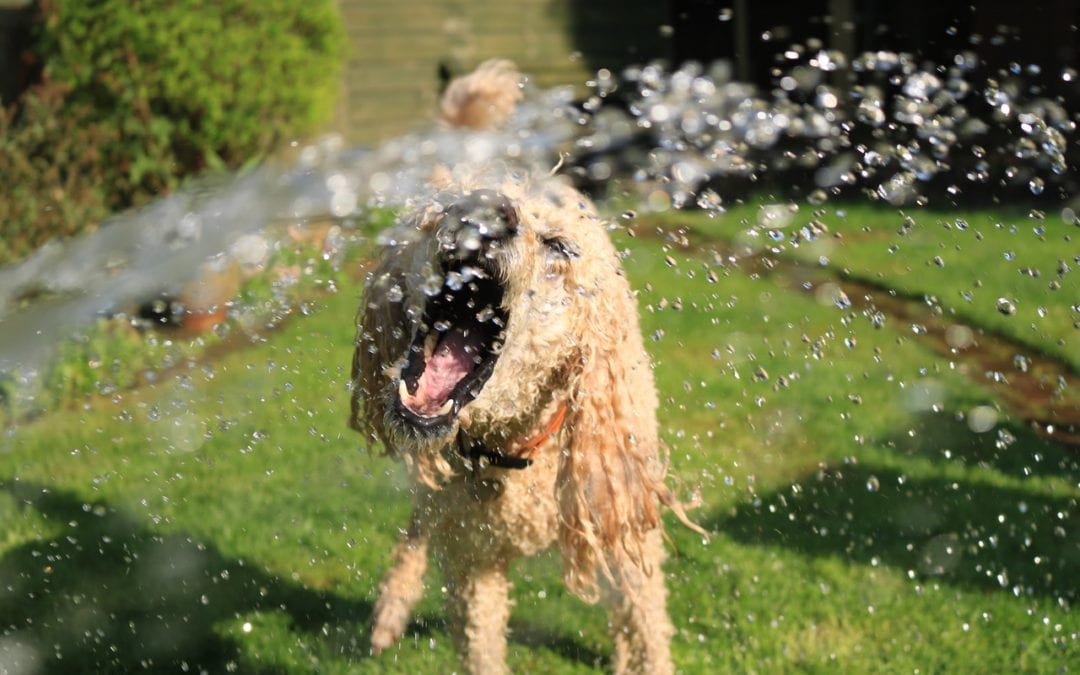 3 Cool Ways to Help Your Pet Beat the Heat